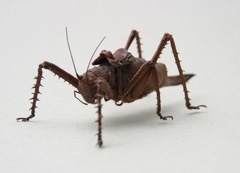 Ghyslain Bertholon - grasshopper boy 3D