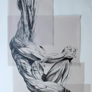 M. Fritchi-Roux - Cyparissus 208 x 109 cm - encre sur papier calque