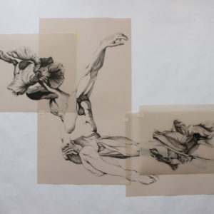 M. Fritchi-Roux - Hyacinthe - 2021 - encre sur papier calque - 53,7 x 77,5 cm